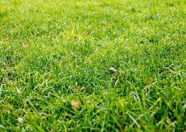 Grass leafs macro prints