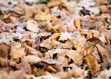 Autumn leaves on ground