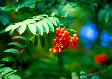 Red Ashberries Green Tree