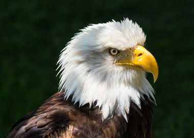 The look of a bald eagle