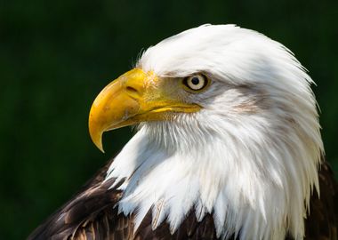 The look of a bald eagle