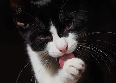 Cat licking its paw