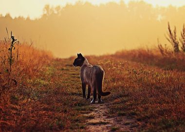 Alone cat in the field