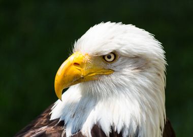 The look of a bald eagle