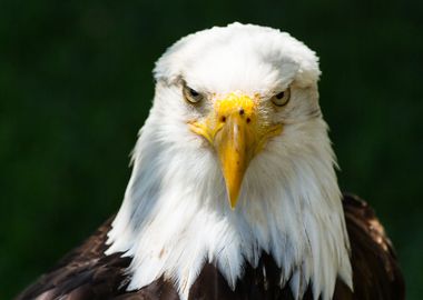 The look of a bald eagle