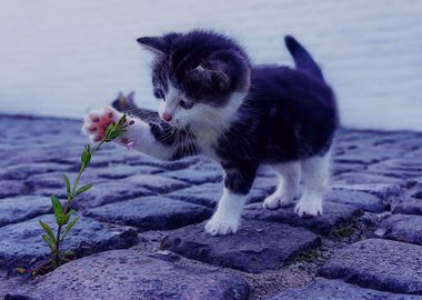 Kitten playing with flower