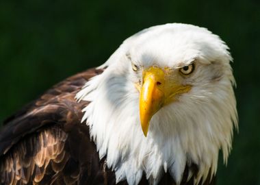 The look of a bald eagle