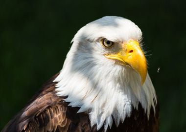 The look of a bald eagle