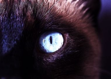 Closeup blue eye black cat