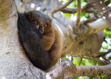 Lovely small lemur