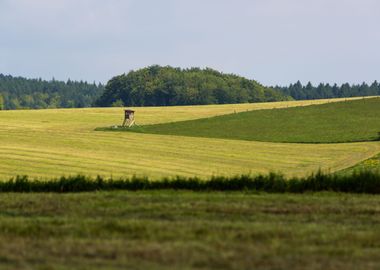 Countryside in Germany