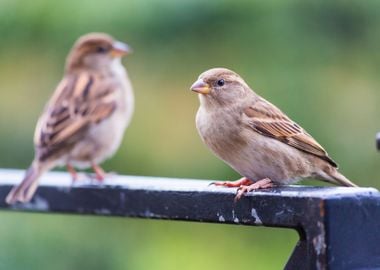 Small and cute sparrow