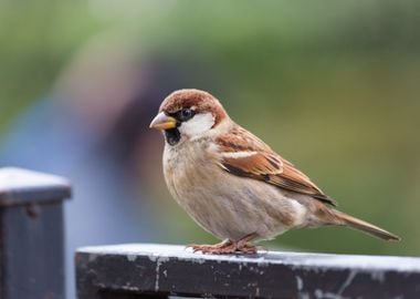 Small and cute sparrow