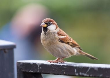 Small and cute sparrow