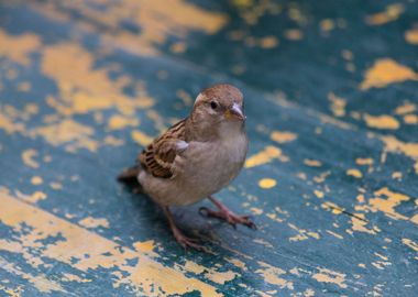 Small and cute sparrow