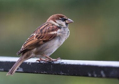 Small and cute sparrow