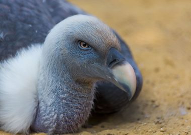 Majestic vulture