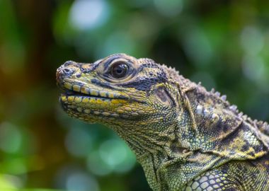 Portrait of a lizard