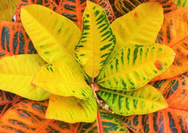 Tropical Leaves