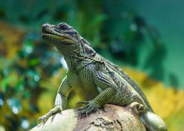 Portrait of a lizard