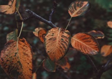 brown leaves