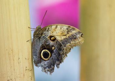 A lovely butterfly