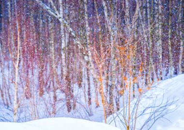 Snowfall In The Forest