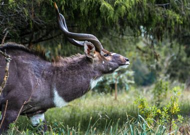 mountain nyala 