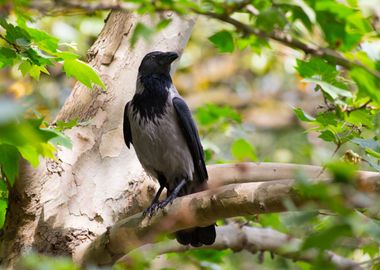 Crow posing