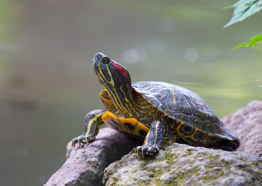 Turtle posing