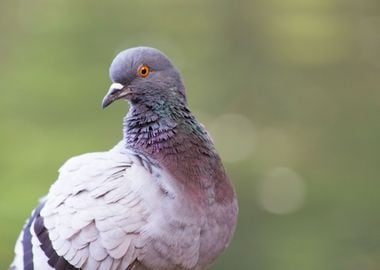 Pigeon posing