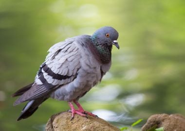 Pigeon posing