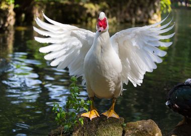 Bird posing