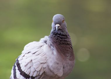 Pigeon posing