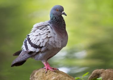 Pigeon posing