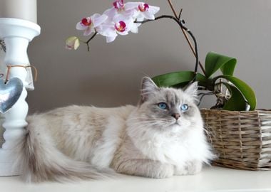 flower cat