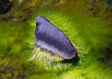 Green algae