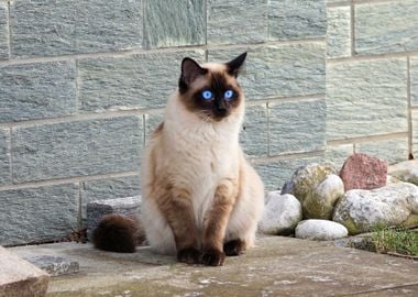 blue eye cat