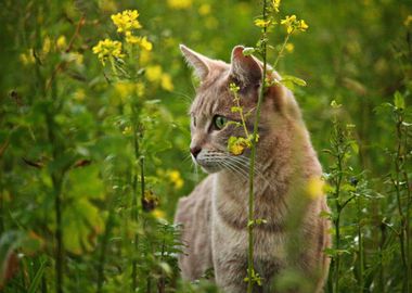 flower cat animal