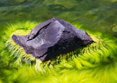 Green algae