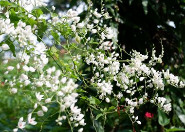 Beautiful White Flower