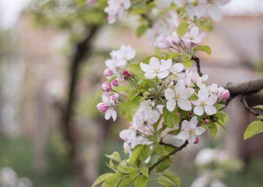 Tree flowers on peach tree