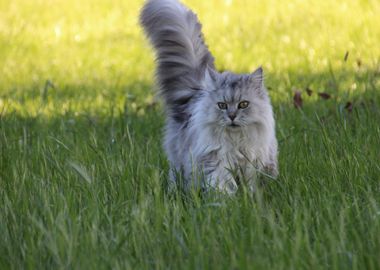 longhair cat