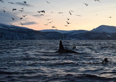 Swimming with orca