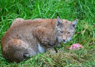 green grass brown cat