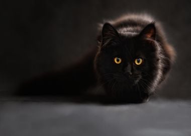 brown black cat