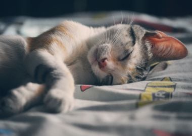 cat sleeping