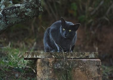 stairs black cat