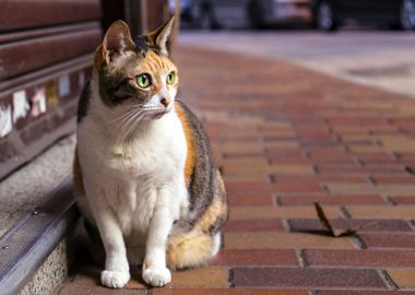 white orange tebby cat