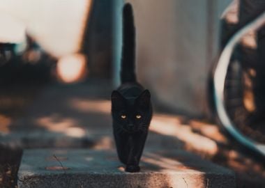 black cat walking